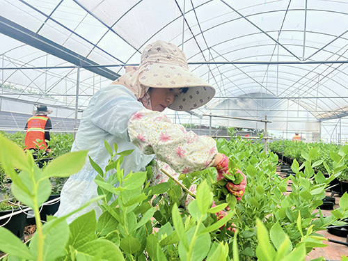 澄江市海口镇以“14315”模式破题——.jpg