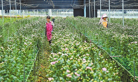花卉基地助农增收